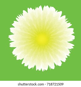 chamomile background