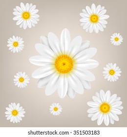 Chamomile. Background with isolated chamomiles. Vector illustration.