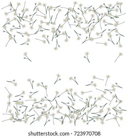 Chamomile background. Spring or summer pattern. Vector drawn daisy flowers falling down or lying. Camomile field flowers, floral border or frame. Romantic background, natural cosmetics design element.