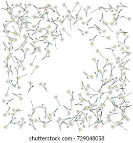 Chamomile background. Spring or summer pattern. Vector drawn daisy flowers falling down or lying. Camomile field flowers, floral border or frame. Romantic background, natural cosmetics design element.