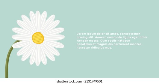 Chamomile banner template. Summer concept with white rush, concept hello summer, template for design, greeting card for women's day, mother's day, birthday, invitation, modern Chamomile flower vector 