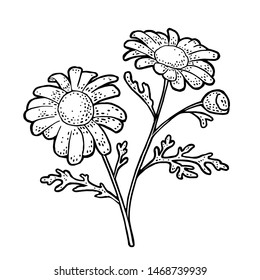 Chamomile. Black engraving vintage vector illustration isolated on white background.