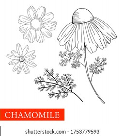 Kamille ist schwarz-weiß. Botanische Illustration. Gut für Kosmetik, Medizin, Behandlung, Aromatherapie, Patientenpflege, Packungsdesign, Feldbuquet. Arzneipflanzen. Farbbuch Antistress. 