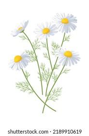 Chamomile blooming branch with flowers and leaves isolated. Medicinal plant, antiseptic, remedy, cosmetic fragrance, herbal tea ingredient. Symbol, icon, sign, design element for packaging, label