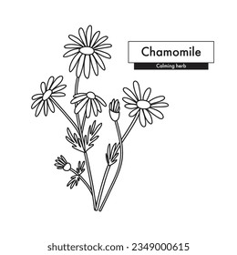 Chamomile botanical line art drawing. Best for organic cosmetics, ayurveda, alternative medicine. Vector illustration.