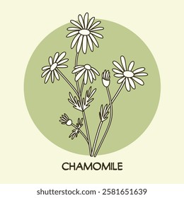 Chamomile botanical line art drawing. Best for organic cosmetics, ayurveda, alternative medicine. Vector illustration on light green background.