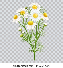 Chamomile. A bouquet of camomile flowers. Beautiful flowers of chamomile medical