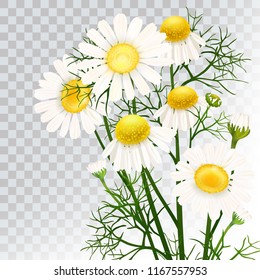 Chamomile. A Bouquet Of Camomile Flowers. Beautiful Flowers Of Chamomile Medical