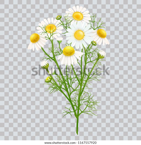 Chamomile. A bouquet of camomile flowers.\
Beautiful flowers of chamomile\
medical