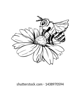 Chamomile Bud and Bee Pollination. Hand drawn ink pen illustration, flower freehand drawing, isolated sketch