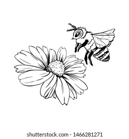 Chamomile Bud and Bee Pollination. Hand drawn ink pen illustration, flower freehand drawing, isolated sketch