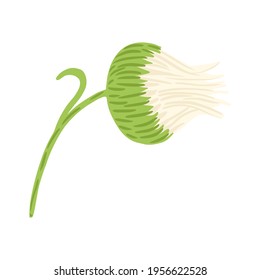 chamomile Bud on stem isolated on white background. Beautiful hand drawn botanical sketches for any purpose. Design vector illustration.