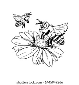 Chamomile Bud and Two Bees or Group of Wasps. Pollination Process. Hand drawn ink pen illustration, flower freehand drawing, isolated sketch