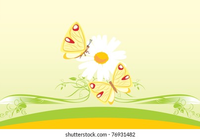 Chamomile and butterflies. Decorative card. Vector