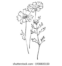 Chamomile dibujando a mano. Tatuaje floral de la rueda de margarita altamente detallado en el concepto de estilo de arte en línea. Arte de clips en blanco y negro aislado sobre fondo blanco. Ilustración antigua de grabado.
