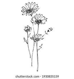 Chamomile by hand drawing. Daisy wheel floral tattoo highly detailed in line art style concept. Black and white clip art isolated on white background. Antique vintage engraving illustration.