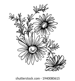 Chamomile by hand drawing. Daisy wheel
floral tattoo highly detailed in line art style concept. Black and white clip art isolated on white background. Antique vintage engraving illustration.