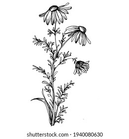 Chamomile by hand drawing. Daisy wheel
floral tattoo highly detailed in line art style concept. Black and white clip art isolated on white background. Antique vintage engraving illustration.