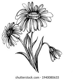 Chamomile by hand drawing. Daisy wheel
floral tattoo highly detailed in line art style concept. Black and white clip art isolated on white background. Antique vintage engraving illustration.