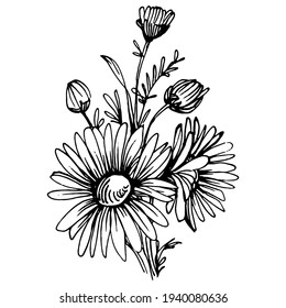 Chamomile by hand drawing. Daisy wheel
floral tattoo highly detailed in line art style concept. Black and white clip art isolated on white background. Antique vintage engraving illustration.