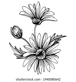 Chamomile by hand drawing. Daisy wheel
floral tattoo highly detailed in line art style concept. Black and white clip art isolated on white background. Antique vintage engraving illustration.