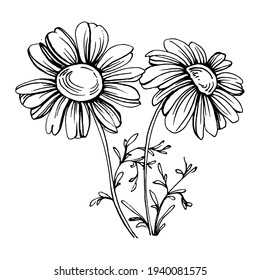 Chamomile by hand drawing. Daisy wheel
floral tattoo highly detailed in line art style concept. Black and white clip art isolated on white background. Antique vintage engraving illustration.