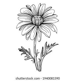 Chamomile by hand drawing. Daisy wheel
floral tattoo highly detailed in line art style concept. Black and white clip art isolated on white background. Antique vintage engraving illustration.