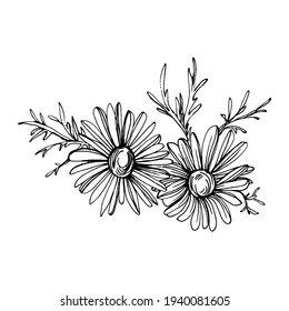 Chamomile by hand drawing. Daisy wheel
floral tattoo highly detailed in line art style concept. Black and white clip art isolated on white background. Antique vintage engraving illustration.