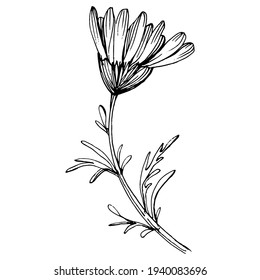 Chamomile dibujando a mano. Rueda de margarita
tatuaje floral altamente detallado en concepto de estilo de arte lineal. Arte de clips en blanco y negro aislado sobre fondo blanco. Ilustración antigua de grabado.