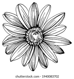 Chamomile by hand drawing. Daisy wheel
floral tattoo highly detailed in line art style concept. Black and white clip art isolated on white background. Antique vintage engraving illustration.