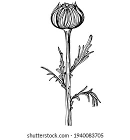 Chamomile by hand drawing. Daisy wheel
floral tattoo highly detailed in line art style concept. Black and white clip art isolated on white background. Antique vintage engraving illustration.
