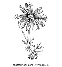 Chamomile by hand drawing. Daisy wheel
floral tattoo highly detailed in line art style concept. Black and white clip art isolated on white background. Antique vintage engraving illustration.