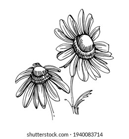 Chamomile by hand drawing. Daisy wheel
floral tattoo highly detailed in line art style concept. Black and white clip art isolated on white background. Antique vintage engraving illustration.