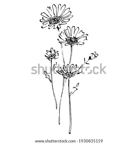 Chamomile by hand drawing. Daisy wheel floral tattoo highly detailed in line art style concept. Black and white clip art isolated on white background. Antique vintage engraving illustration.