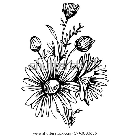 Chamomile by hand drawing. Daisy wheel
floral tattoo highly detailed in line art style concept. Black and white clip art isolated on white background. Antique vintage engraving illustration.
