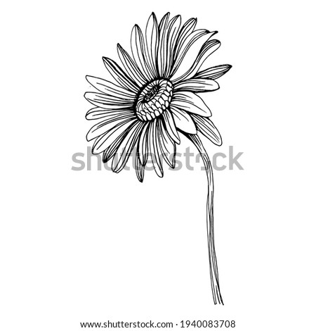 Chamomile by hand drawing. Daisy wheel
floral tattoo highly detailed in line art style concept. Black and white clip art isolated on white background. Antique vintage engraving illustration.
