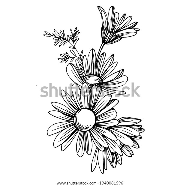 手描きのカモミール デイジーホイール ラインアートのコンセプトに 花柄の入れ墨 白い背景に白黒のクリップアート 古風なビンテージ彫刻イラスト のベクター画像素材 ロイヤリティフリー