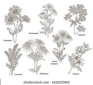 Chamomile, Calendula, Echinacea, Valerian, Lavender, Arnica montana, Chicory hand drawn. Medical plants set. Vector illustration botanical. Engraved style.