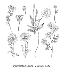 Chamomile, calendula and plantain hand drawn isolated on white background. Set of medicinal herbs. Elements for label design of herbal tea, cosmetics and oil