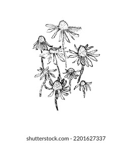 Chamomile, calendula sketch, outline. Bouquet of summer flowers, drawing in pencil, ink