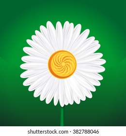 Chamomile, camomile, daisy wheel, daisy chain, chamomel. Daisy flower close-up. White daisy on a green background. Vector illustration. Chamomile flower isolated on green background.