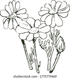 Chamomile or camomile daisy-like plant of family Asteraceae vector illustration. Blooming flowers and green leaves. Matricaria chamomilla, German or Hungarian chamomile kamilla, scented mayweed.