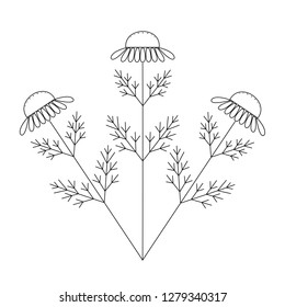 Chamomile, camomile flower floral hand drawn engraving vector illustration. White flower on white.