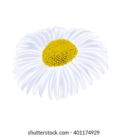 Chamomile, camomile flower. Vector illustration
