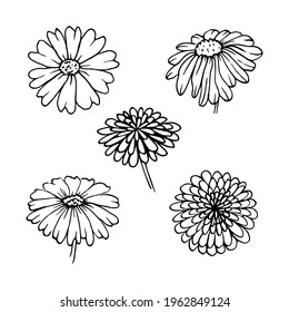 Chamomile, camomile flowers floral hand drawn engraving vector illustration. Black flowers set isolated on white background.