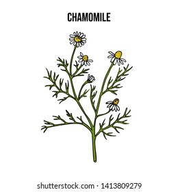 Chamomile or camomile (Matricaria chamomilla), medicinal plant. Hand drawn botanical vector illustration