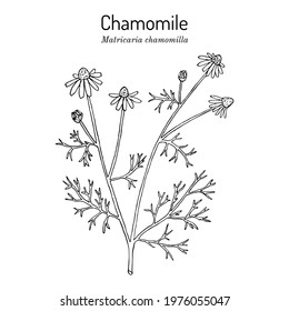 Chamomile or camomile (Matricaria chamomilla), medicinal plant. Hand drawn botanical vector illustration