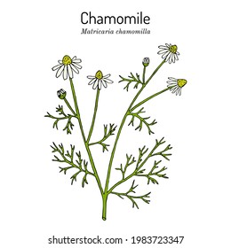 Kamille oder Kamille (Matricaria chamomilla), Heilpflanze. handgezeichnete botanische Vektorgrafik