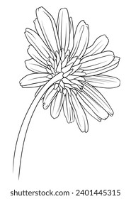 chamomile, chrysanthemum and daisy back view in monochrome vector style