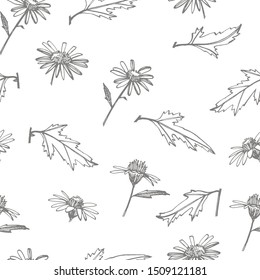 Chamomile. Collection of hand drawn flowers and plants. Botany. Set. Vintage flowers. Black and white illustration in the style of engravings. Seamless pattern